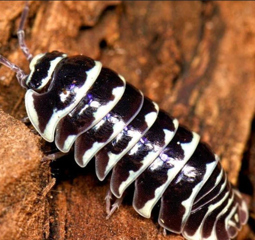 Isopod Zebra